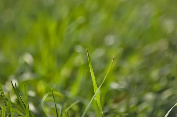 Blades Green Grass Background Early Spring Grass Plants Defocused Green — Stock Photo, Image