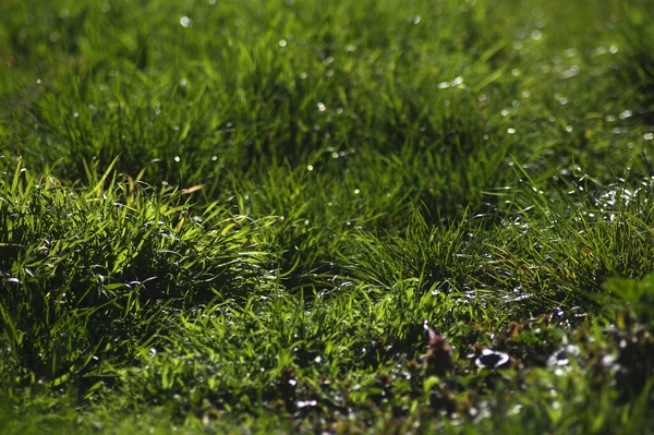 Thick Carpet Green Grass First Rays Sun Succulent Grass First — Stock Photo, Image