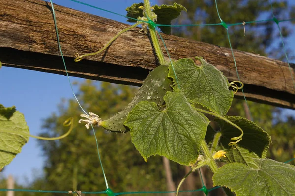 黄瓜种植在绿网上 幼嫩的蔬菜正处于成熟过程中 带有黄瓜果实的乡村花园 — 图库照片