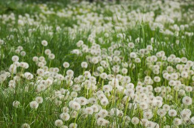 Kırsal bölgedeki beyaz karahindiba tarlaları. Çiçek açtıktan sonra Taraxum bitkileri tarlası. 