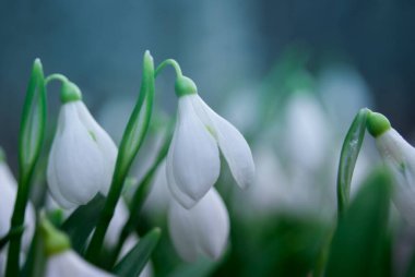 İlkbaharda güzel kar damlası çiçekleri (Galanthus nivalis).