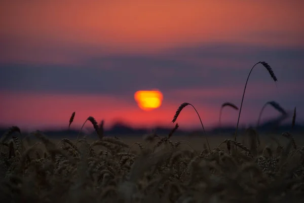 Piękny Wschód Słońca Nad Polem — Zdjęcie stockowe