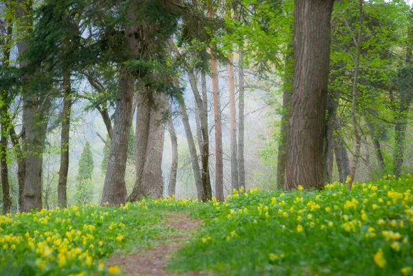 Foggy Lente Ochtend Het Park Vanadzor Botanische Tuin — Stockfoto