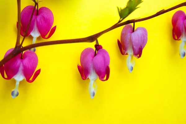 Krvácení Srdce Květiny Zavřít Žlutém Pozadí — Stock fotografie