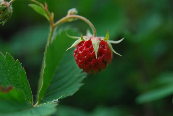 关闭了夏天生长在花园里的新鲜成熟红色野草莓 — 图库照片