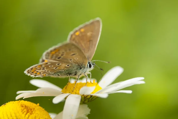Wczesnym Rankiem Błękitny Motyl Polyommatus Icarus Zapylający Się Kwiatku Łące — Zdjęcie stockowe