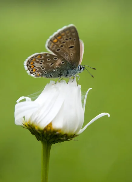 Frühen Morgen Bestäubt Der Blaue Schmetterling Polyommatus Icarus Auf Einer — Stockfoto