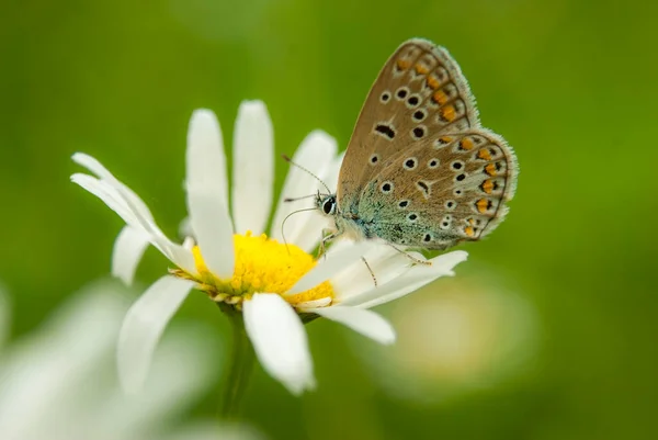Wczesnym Rankiem Błękitny Motyl Polyommatus Icarus Zapylający Się Kwiatku Łące — Zdjęcie stockowe