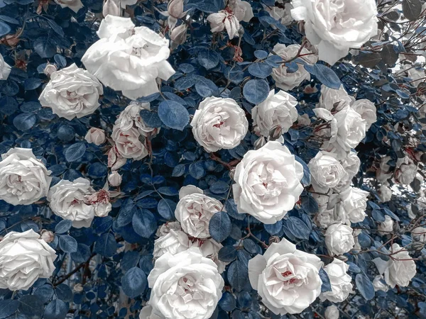 Fehér Rózsa Mint Háttér — Stock Fotó