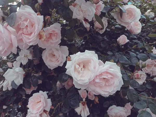 White Roses Background — Stock Photo, Image