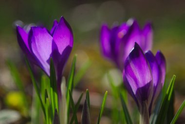 Bahar çiçeğinin yakın çekimi.