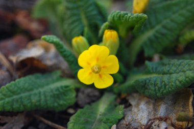 Açan yabani çuha çiçeklerine (primula veris) yakın plan
