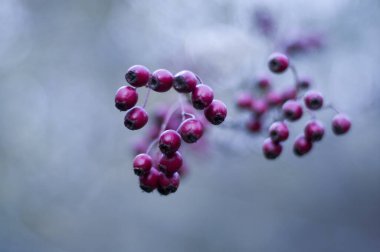 Winter hawthorn berries in a Nature Reserve clipart