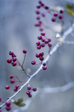 Winter hawthorn berries in a Nature Reserve clipart