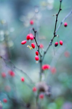 Barberry, olgun sonbahar böğürtleni