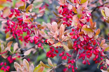 Berberi çalıları olgunlaşmış kırmızı meyvelerle