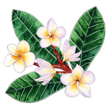 Suluboya Beyaz Frangipani Buket Düzenleme, El Boyalı Tropikal Resimler.