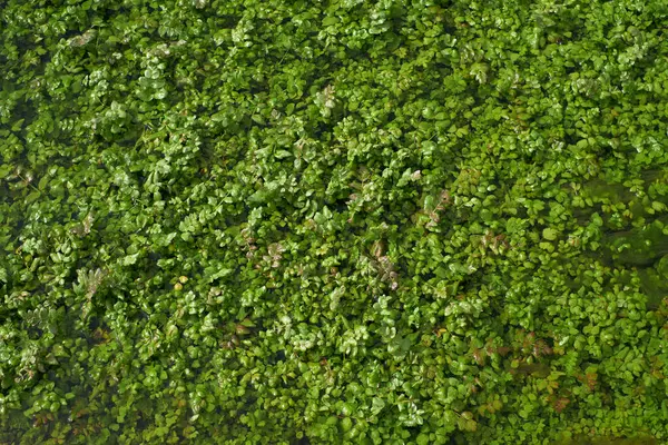 Stock image A detailed view of a patch of lush green grass, showcasing its vibrant color and texture.