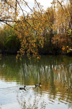 Arka planda ağaçlar olan bir nehirde iki ördek yüzüyor..