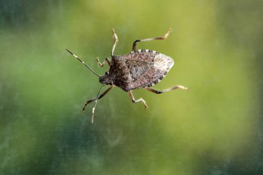 Karakteristik kalkan şeklindeki vücudu ve iyi tanımlanmış kahverengi ve yeşil renkleriyle bir koku böceğinin detaylı görüntüsü..