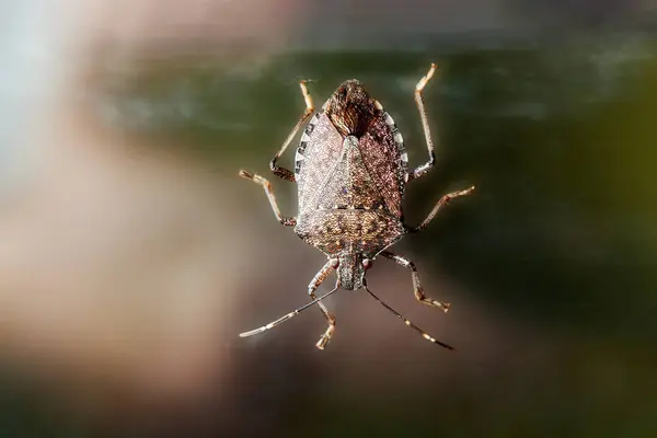 stock image Detailed close-up of a stink bug with its characteristic shield-shaped body and well-defined brown and green colors.