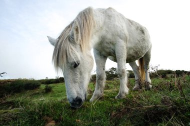 Beyaz at canlı yeşil bir tarlada duruyor, sakin kırsal bölgede güneşli bir günün tadını çıkarırken huzur içinde çimlerde otluyor..