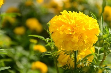 Güzel sarı çiçeklerin yakın görüntüsü