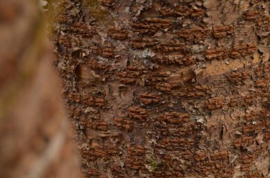 Bir ağaç kabuğuna yakın.