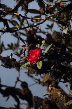 Güzel botanik fotoğrafı, doğal duvar kağıdı.