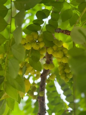 Ağaçta yeşil zeytin