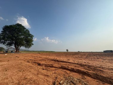 Büyük bir ağacı olan kırsal alan.