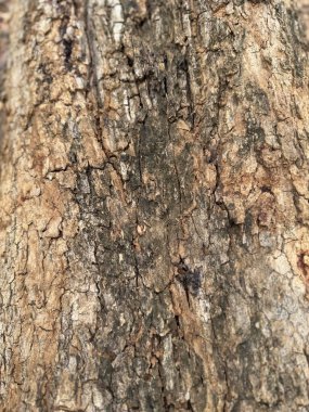 Ağaç Gövdesi deseni makro çekim