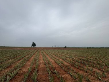 Mısır tarlası olan güzel bir manzara.