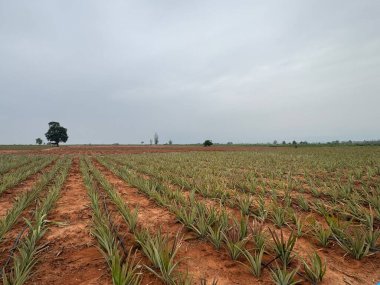 Bahçedeki yeşil bitkiler