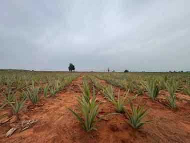 Çölde yeşil bitkiler