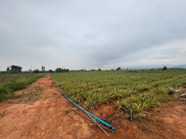 Şehrin güzel manzarası