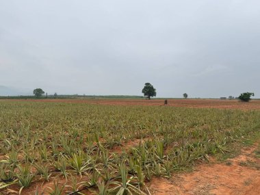 Doğa sahnesinin resimsel görüntüsü