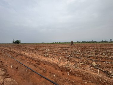 Tayland 'da mısır tarlası