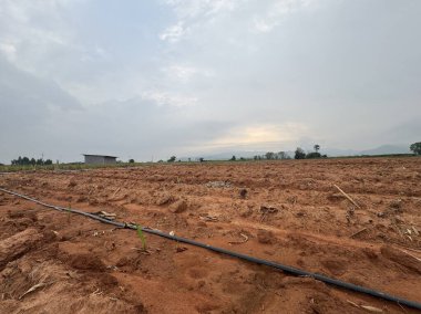 Pirinç tarlası ve büyük bir ağacı olan güzel bir manzara.