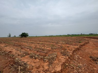 Tayland 'daki pirinç tarlaları