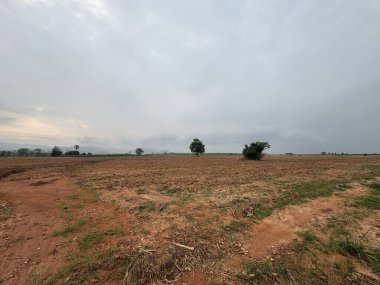 Ağaçlı ve ağaçlı güzel bir manzara.