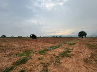 Ağaçlarla dolu bir tarlası ve bulutlu bir gökyüzü olan güzel bir manzara.