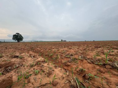 Arka planda ağaç olan güzel bir manzara.