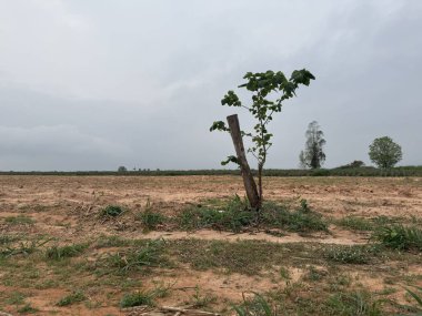 bir ağaç alanında