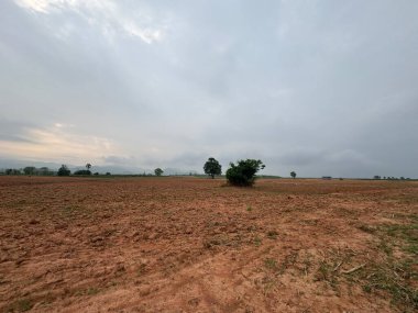 Tarladaki çimen tarlası