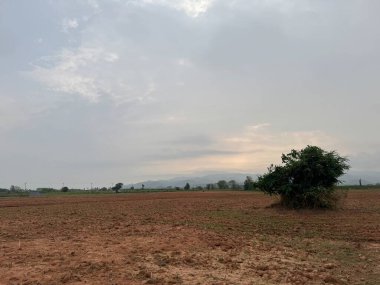 Ağaçlarla dolu bir tarlası ve bulutlu bir gökyüzü olan güzel bir manzara.
