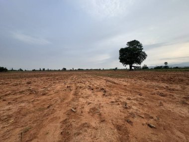 Ağaçlarla ve bulutlu gökyüzüyle kırsal alan