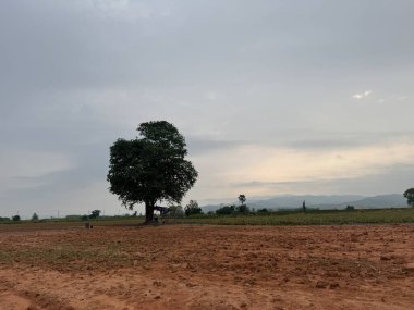 Ağaçlı ve ağaçlı güzel bir manzara.