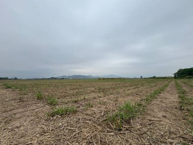 Buğday tarlası ve bulutlu gökyüzü olan güzel bir manzara.