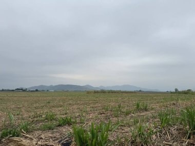 Ağaçlı ve ağaçlı güzel bir manzara.